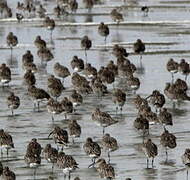 Eurasian Curlew