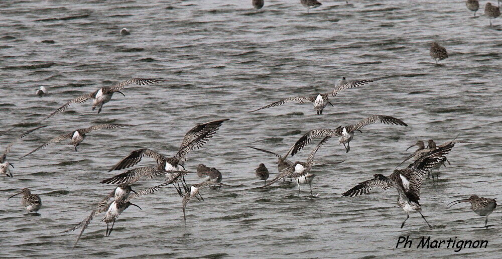 Eurasian Curlew, Flight