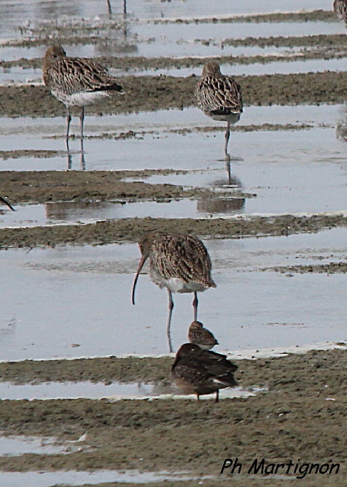 Eurasian Curlew