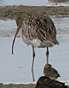 Eurasian Curlew