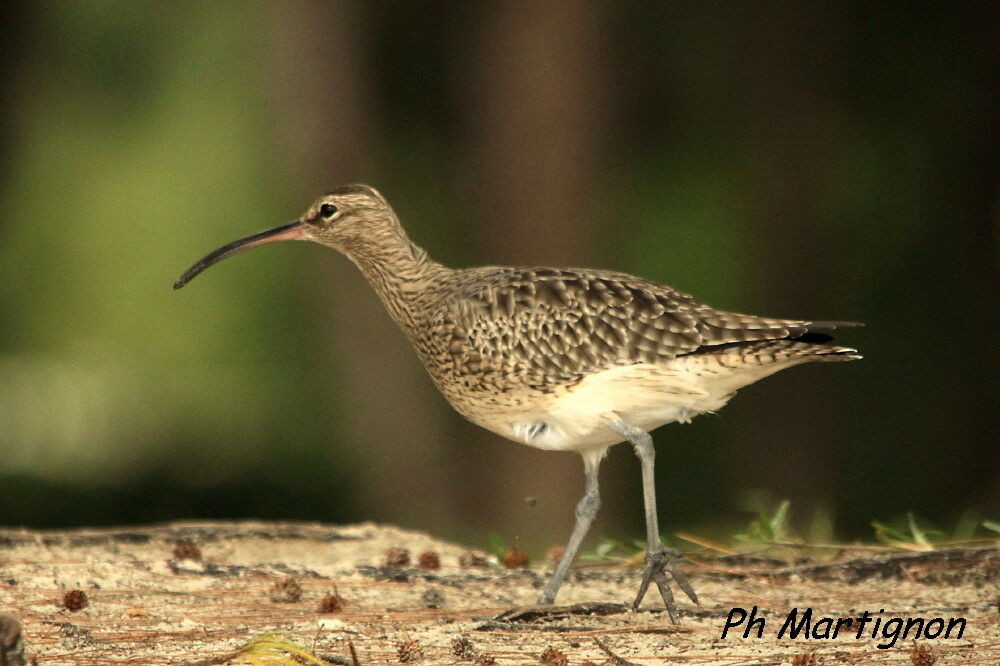 Courlis corlieu, identification