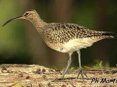 Eurasian Whimbrel