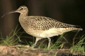 Eurasian Whimbrel