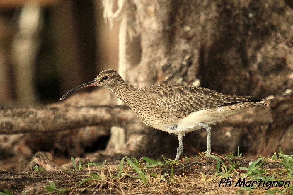 Whimbrel, identification