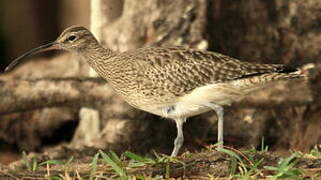 Eurasian Whimbrel