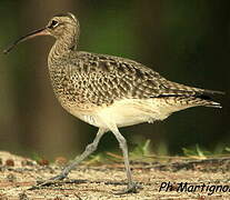 Whimbrel