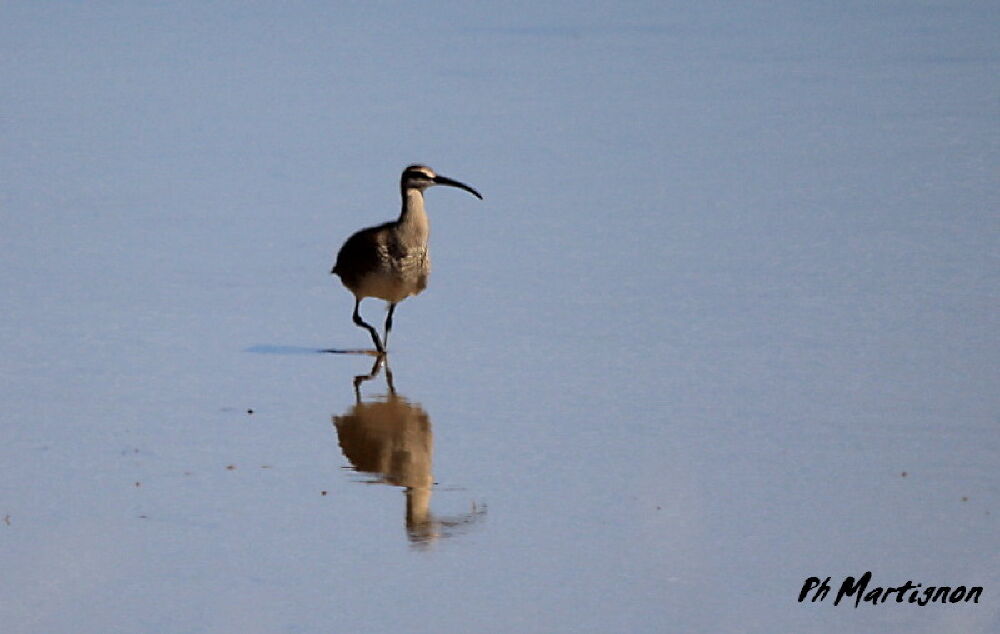 Hudsonian Whimbrel