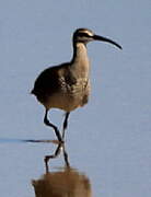 Hudsonian Whimbrel