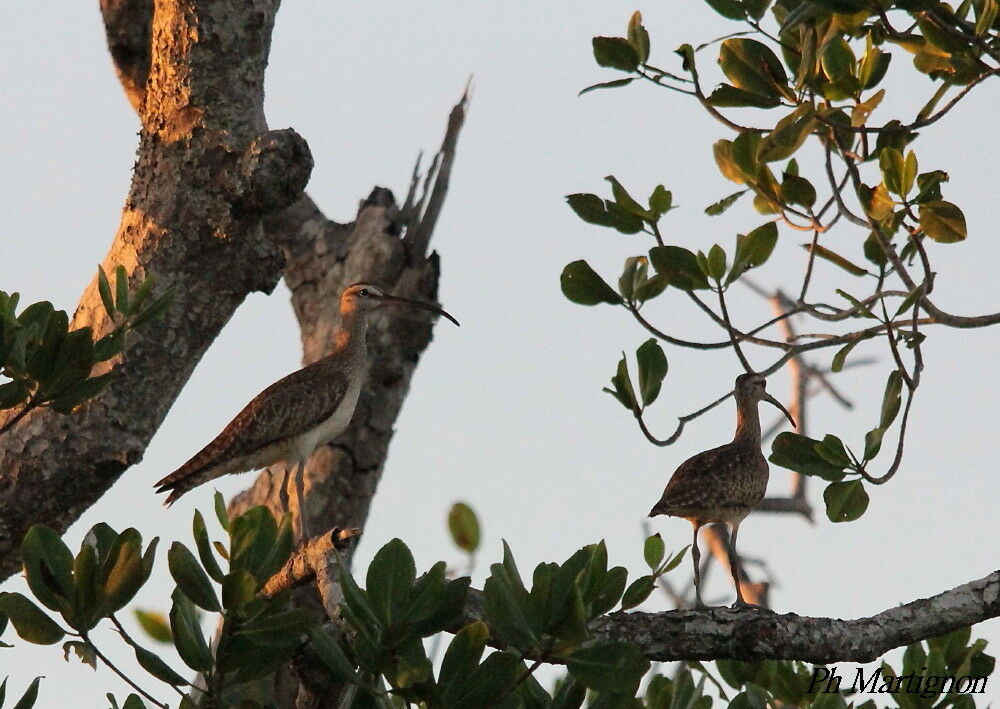 Hudsonian Whimbrel