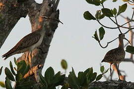 Hudsonian Whimbrel