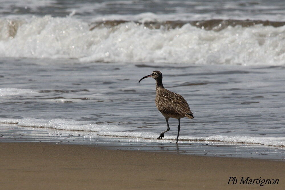 Hudsonian Whimbrel, identification