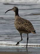 Hudsonian Whimbrel