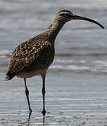 Hudsonian Whimbrel