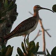 Hudsonian Whimbrel