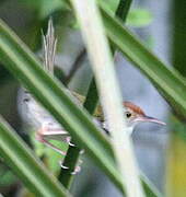 Dark-necked Tailorbird