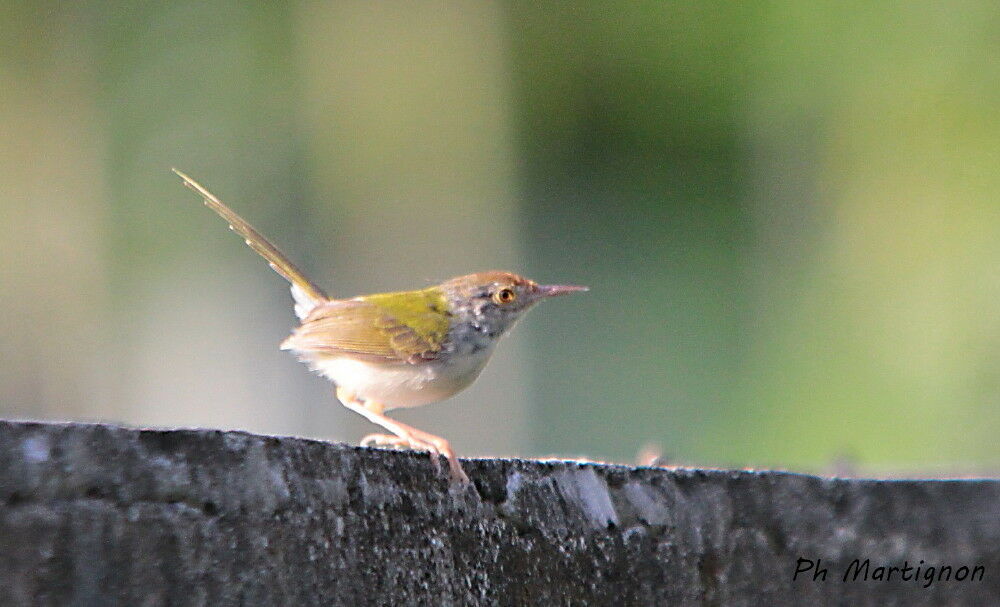 Dark-necked Tailorbird, identification