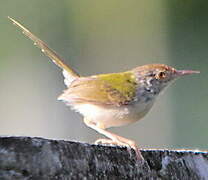 Dark-necked Tailorbird