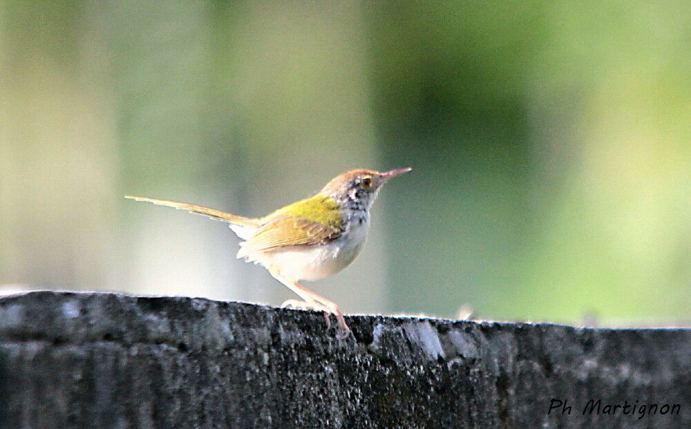 Couturière à col noir, identification