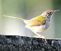 Dark-necked Tailorbird