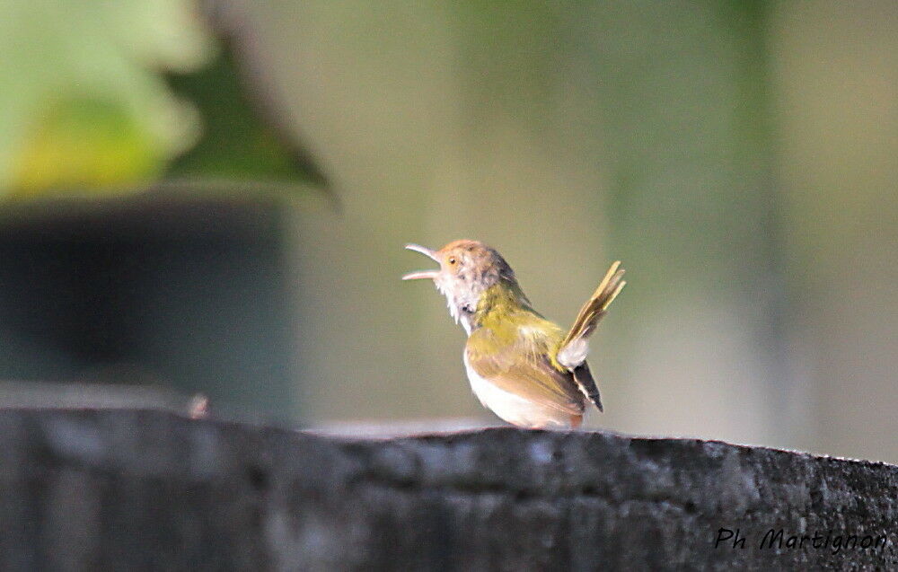 Dark-necked Tailorbird, identification