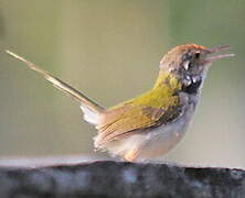 Dark-necked Tailorbird