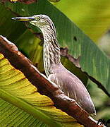 Indian Pond Heron