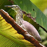 Indian Pond Heron