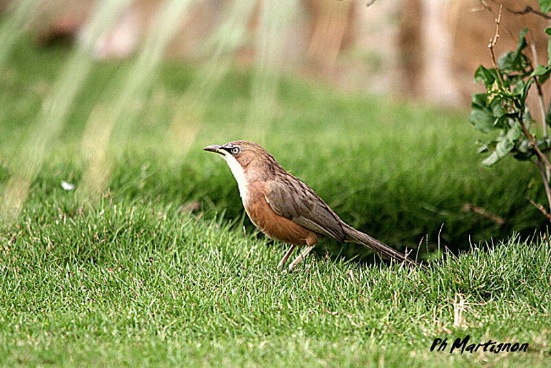 White-throated Babbler, identification