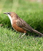 White-throated Babbler