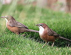 White-throated Babbler