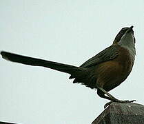 White-throated Babbler