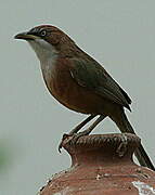 White-throated Babbler