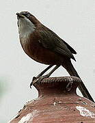 White-throated Babbler