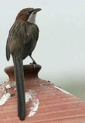 White-throated Babbler