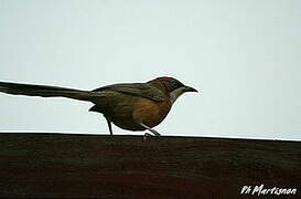 White-throated Babbler