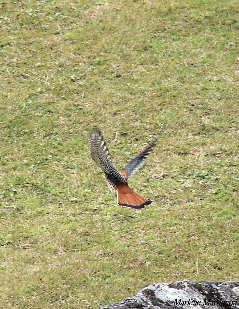 American Kestrel, Flight