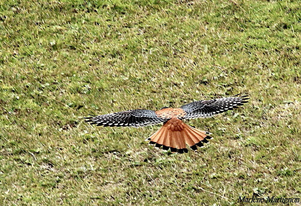 American Kestrel, Flight