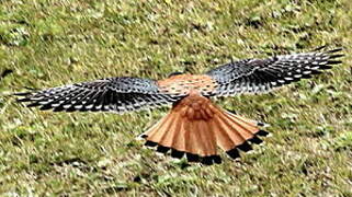 American Kestrel