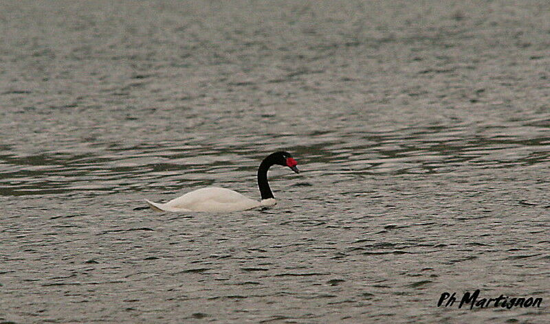 Cygne à cou noir