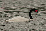 Cygne à cou noir