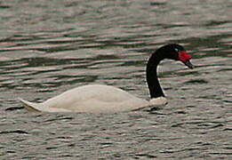 Cygne à cou noir