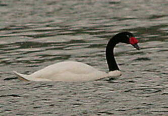 Cygne à cou noir