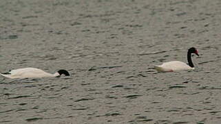 Cygne à cou noir