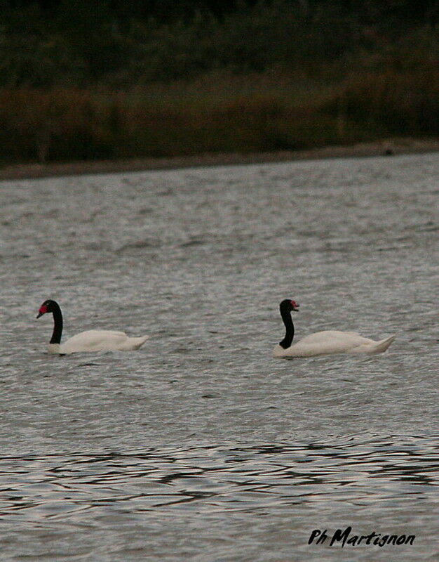 Cygne à cou noir