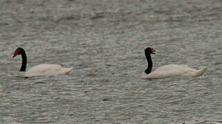 Black-necked Swan