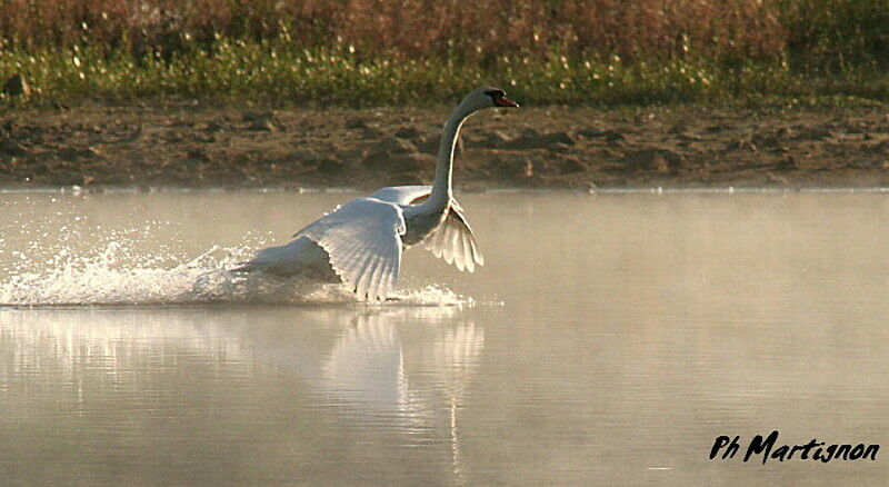 Mute Swan