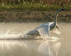 Mute Swan