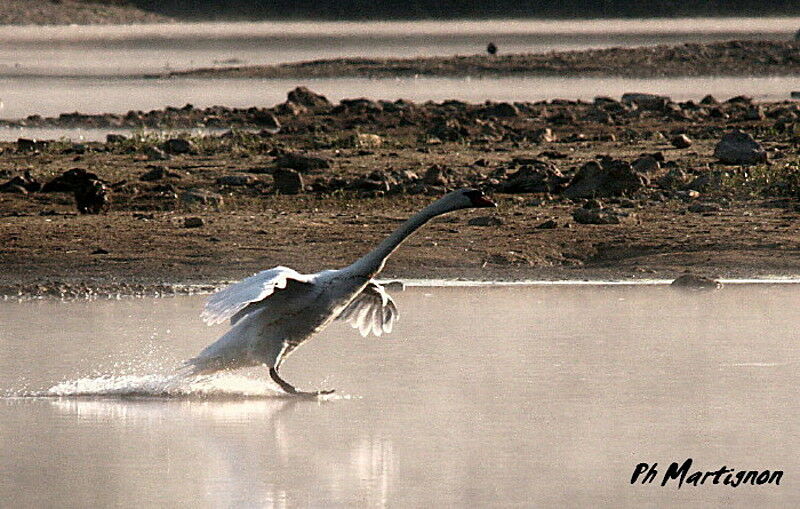 Mute Swan