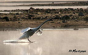 Cygne tuberculé