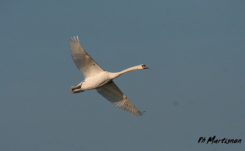 Mute Swan, Flight